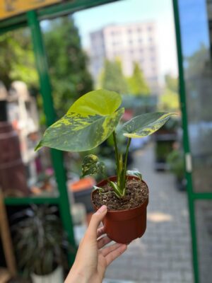 Monstera Aurea Variegata POM POM