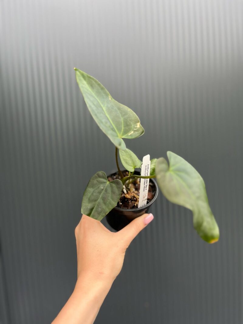 Anthurium Patrick Legendrio – Anthurium Crystal Sky × Andean Moon