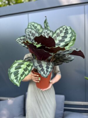 Calathea ‘Kennedy’