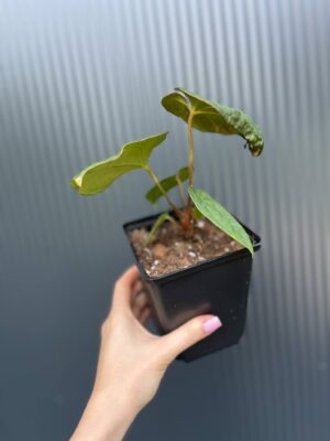 Anthurium Eliarmijos Inspirations Inverse crossing (Andean Moon x Dressleri)