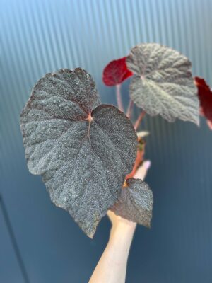 Begonia ‘Taconite’