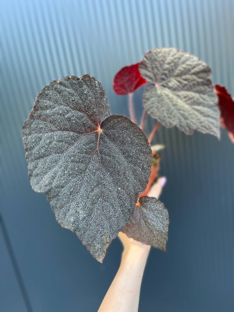 Begonia ‘Taconite’