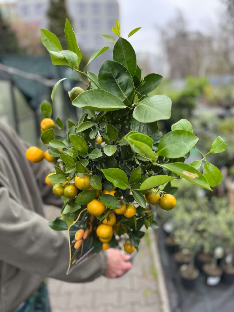 Calamandino (Citrus mitis)