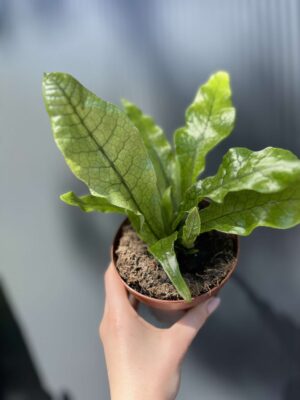 Microrosum musifolium ‘Crocodyllus’ – Tropikalna Paproć Krokodyl