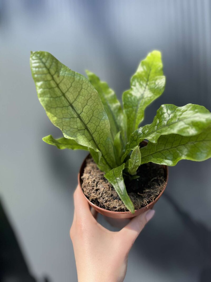 Microrosum musifolium ‘Crocodyllus’ – Tropikalna Paproć Krokodyl