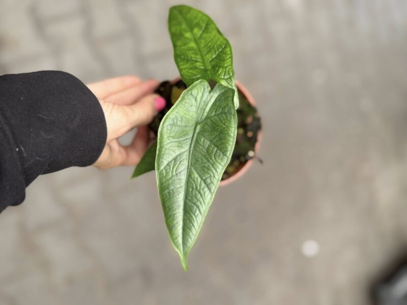 Alocasia Green Carpet