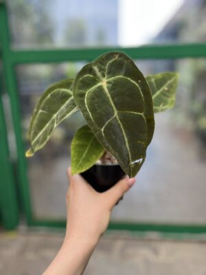 Anthurium Ecuagenera Green Soul x Forgetii
