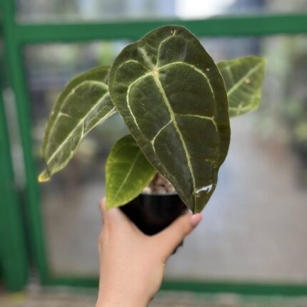 Anthurium Ecuagenera Green Soul x Forgetii