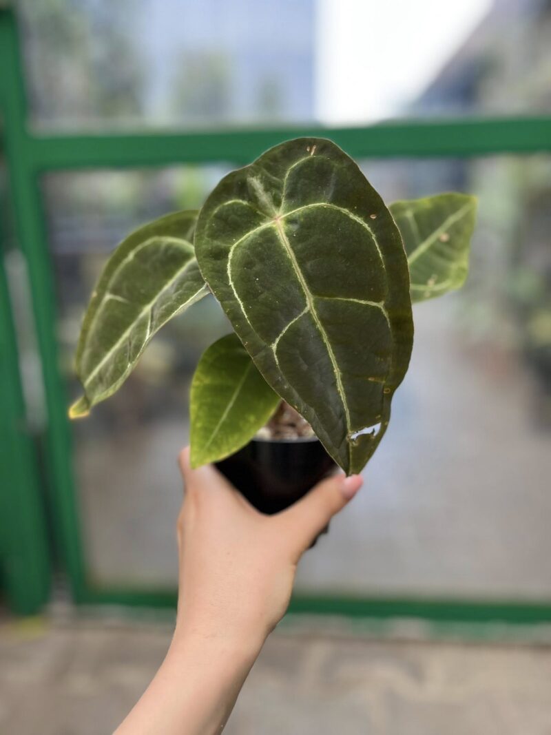 Anthurium Ecuagenera Green Soul x Forgetii