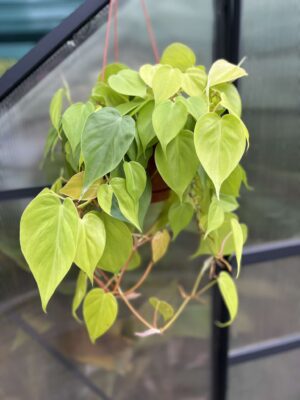 Philodendron Scandens Lemon Lime