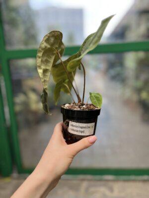 Anthurium Ecuagenera Green Soul x Forgetii