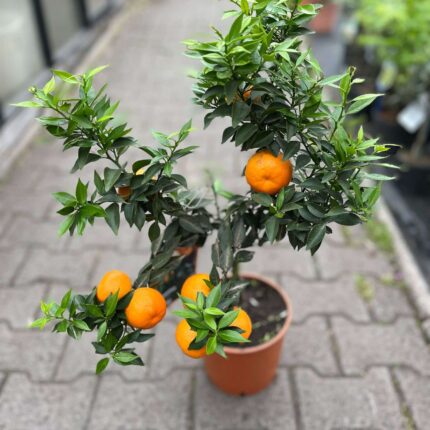Chinotto (Citrus myrtifolia)