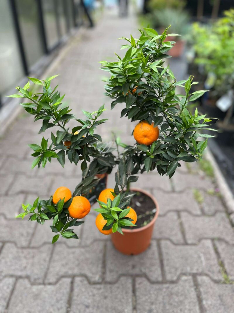 Chinotto (Citrus myrtifolia)