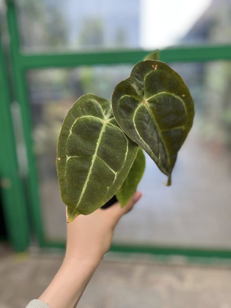 Anthurium Ecuagenera Green Soul x Forgetii