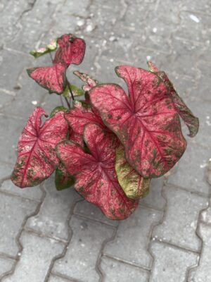Caladium XL