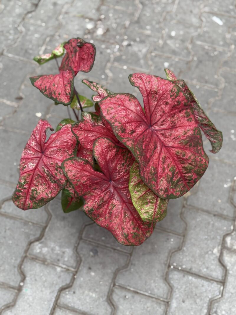 Caladium XL