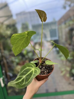 Anthurium Magnificum Variegata