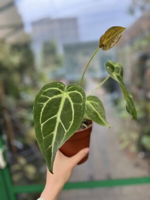 Anthurium Magnificum Variegata
