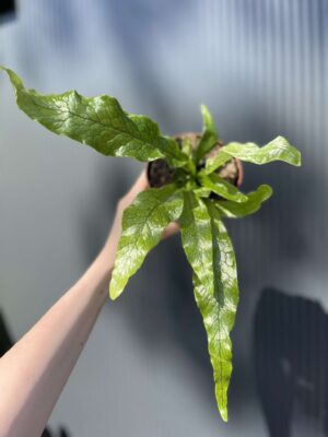 Microrosum musifolium ‘Crocodyllus’ – Tropikalna Paproć Krokodyl