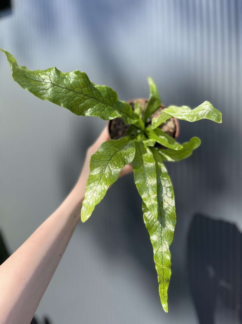 Microrosum musifolium ‘Crocodyllus’ – Tropikalna Paproć Krokodyl