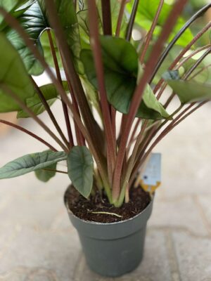 Alocasia Platinum XXL