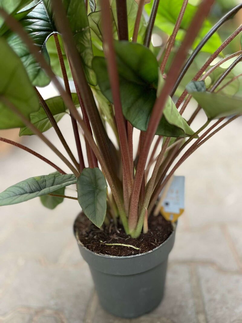 Alocasia Platinum XXL