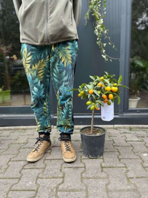 Kumquat (Fortunella japonica)