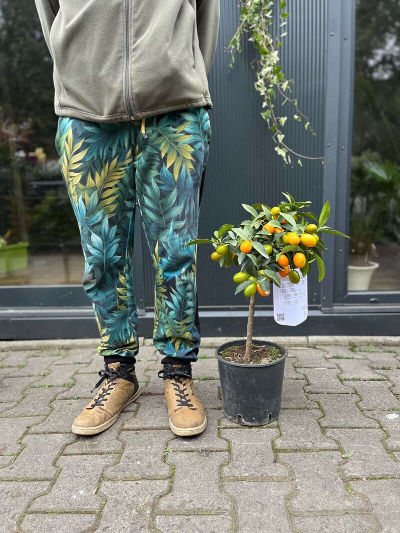 Kumquat (Fortunella japonica)