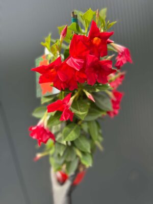 Dipladenia – Sundaville Red