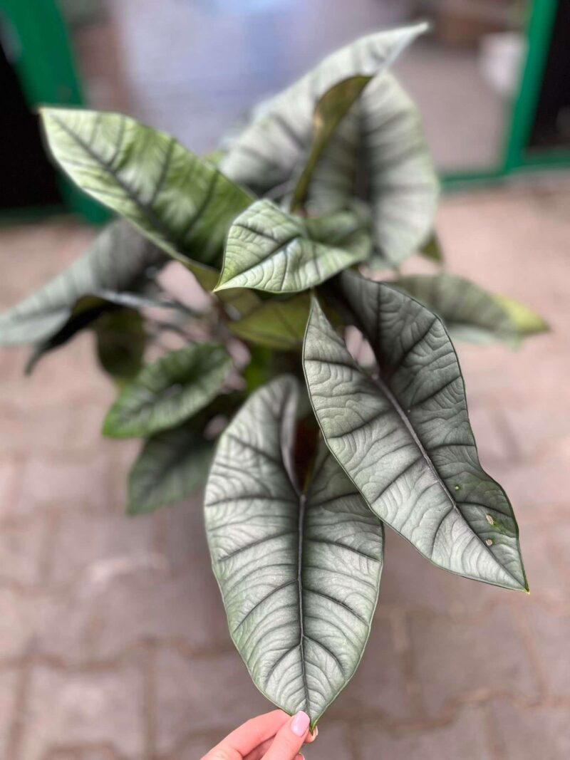 Alocasia Platinum XXL