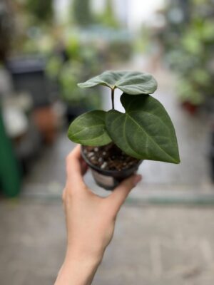 Anthurium Eliarmijos Inspirations (Dressleri x Andean Moon)