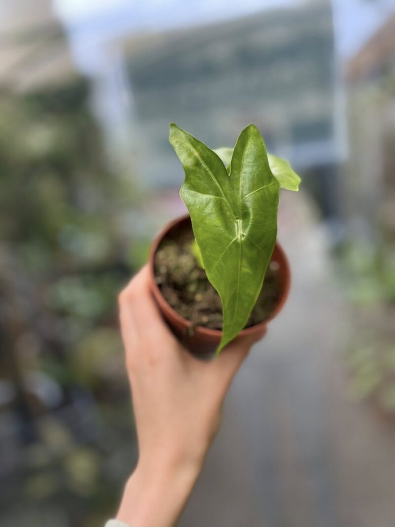 Alocasia Batwing