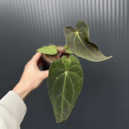 Anthurium Shuar Soul Inverse Crossing x Anthurium Papillilaminum