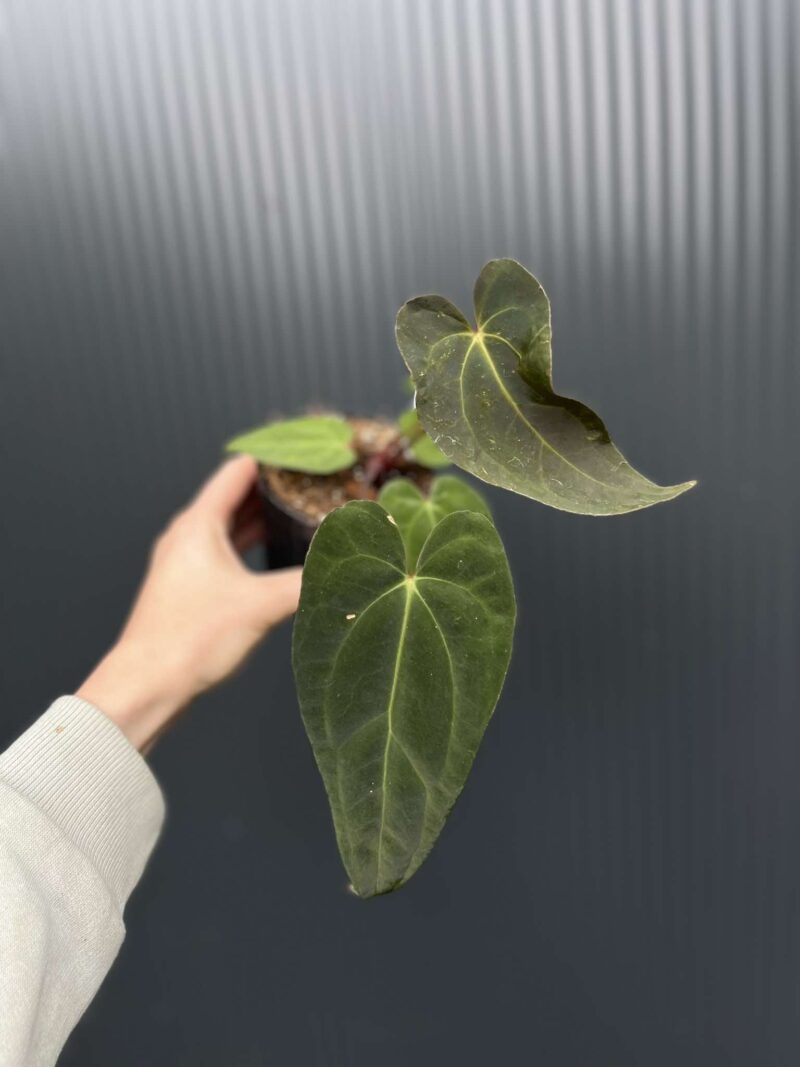 Anthurium Shuar Soul Inverse Crossing x Anthurium Papillilaminum