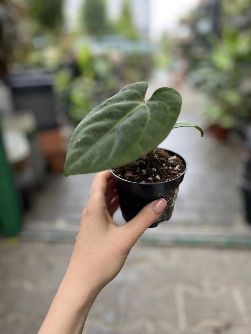 Anthurium Eliarmijos Inspirations (Dressleri x Andean Moon)