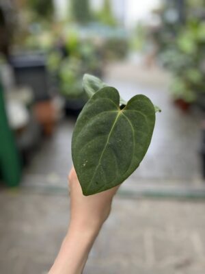 Anthurium Eliarmijos Inspirations (Dressleri x Andean Moon)