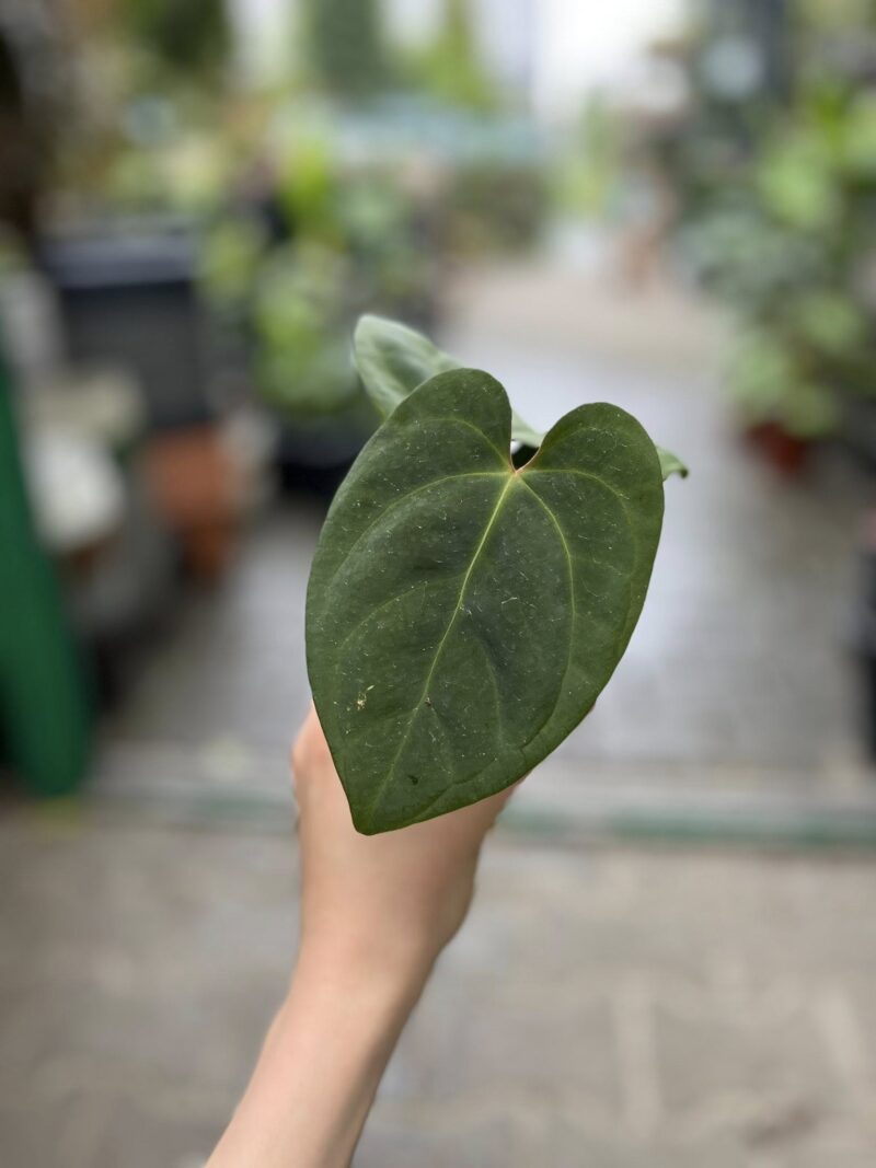 Anthurium Eliarmijos Inspirations (Dressleri x Andean Moon)