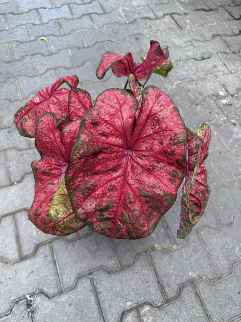 Caladium XL