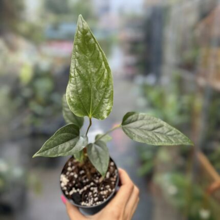 Anthurium Ivanportillae x Luxurians