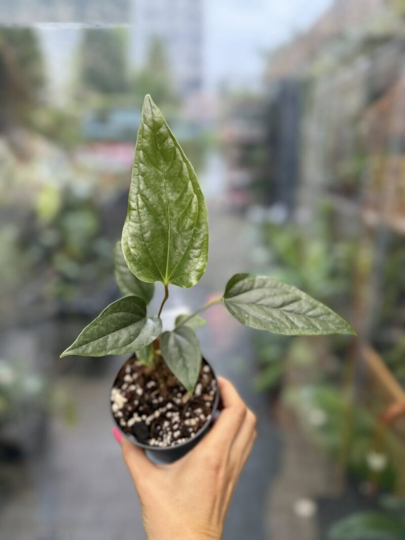 Anthurium Ivanportillae x Luxurians Anthurium Ivanportillae x Luxurians