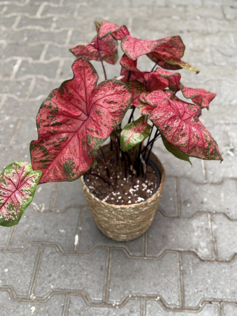 Caladium XL