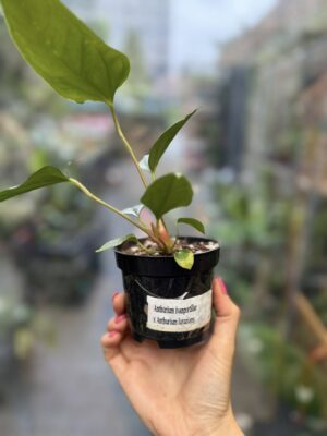 Anthurium Ivanportillae x Luxurians