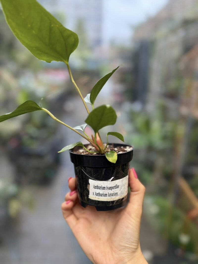 Anthurium Ivanportillae x Luxurians