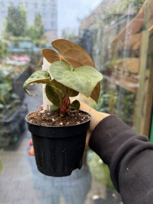 Anthurium ‘Eureka’ x Papillilaminum