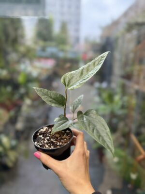 Anthurium Ivanportillae x Luxurians