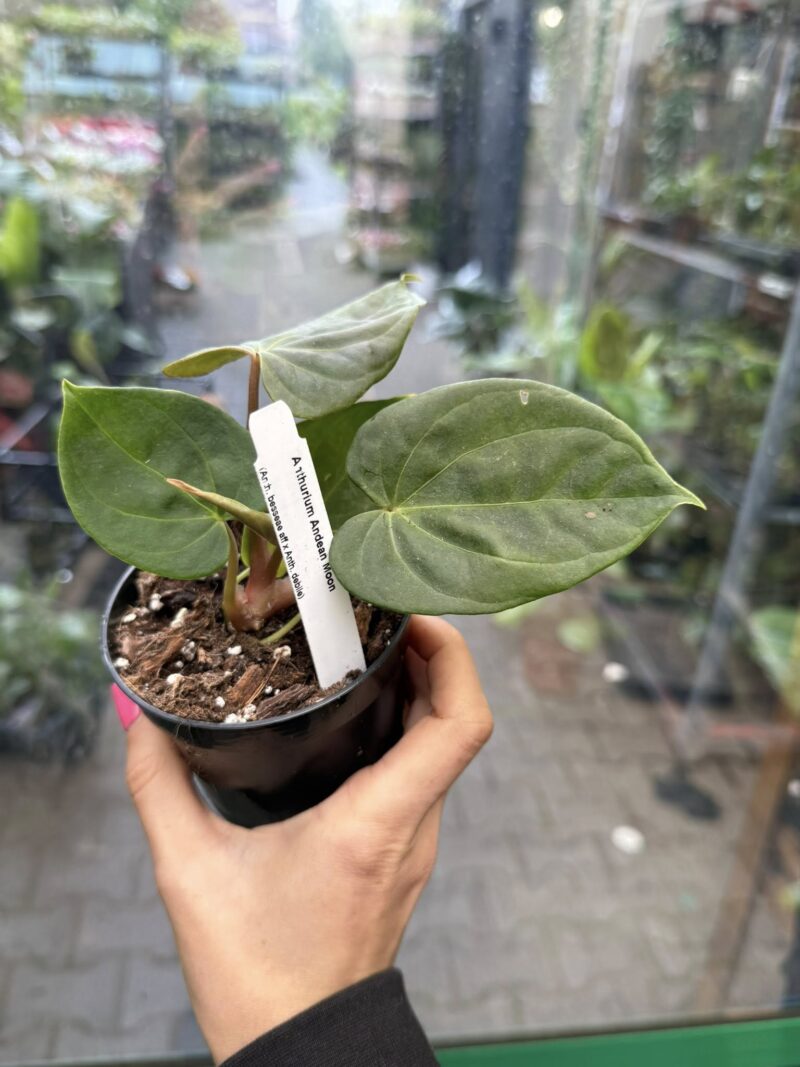 Anthurium Andean Moon