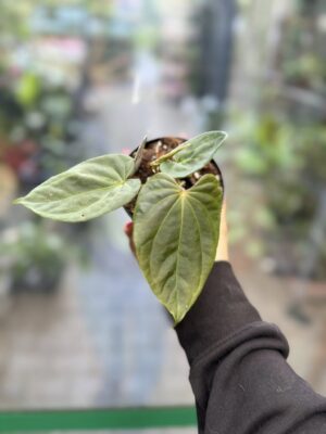 Anthurium Andean Moon