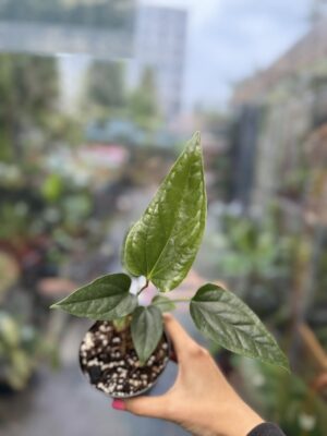 Anthurium Ivanportillae x Luxurians