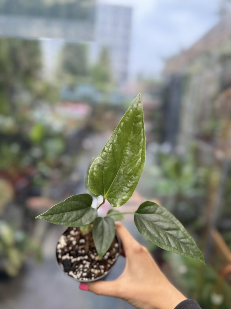 Anthurium Ivanportillae x Luxurians