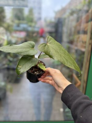 Anthurium Cuyabeno Soul x Nigrolaminum ‘Gigi’